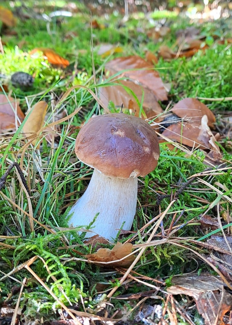 Grzybobranie